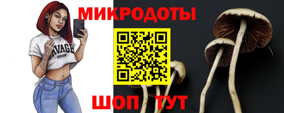 Галлюциногенные грибы Psilocybine cubensis Юрга